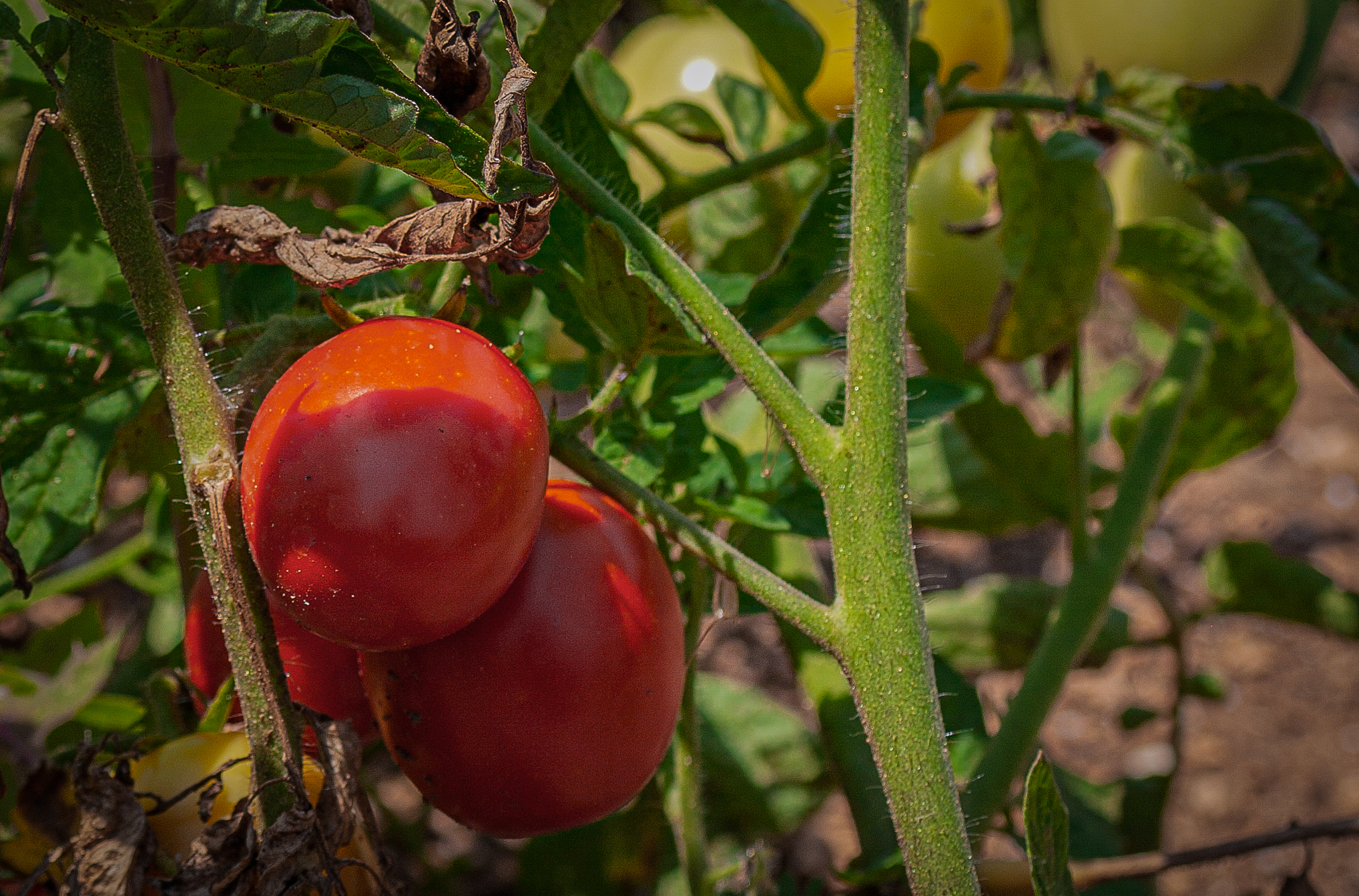 orto sinergico alessano, pomodori zucchine a lecce in Salento in Puglia